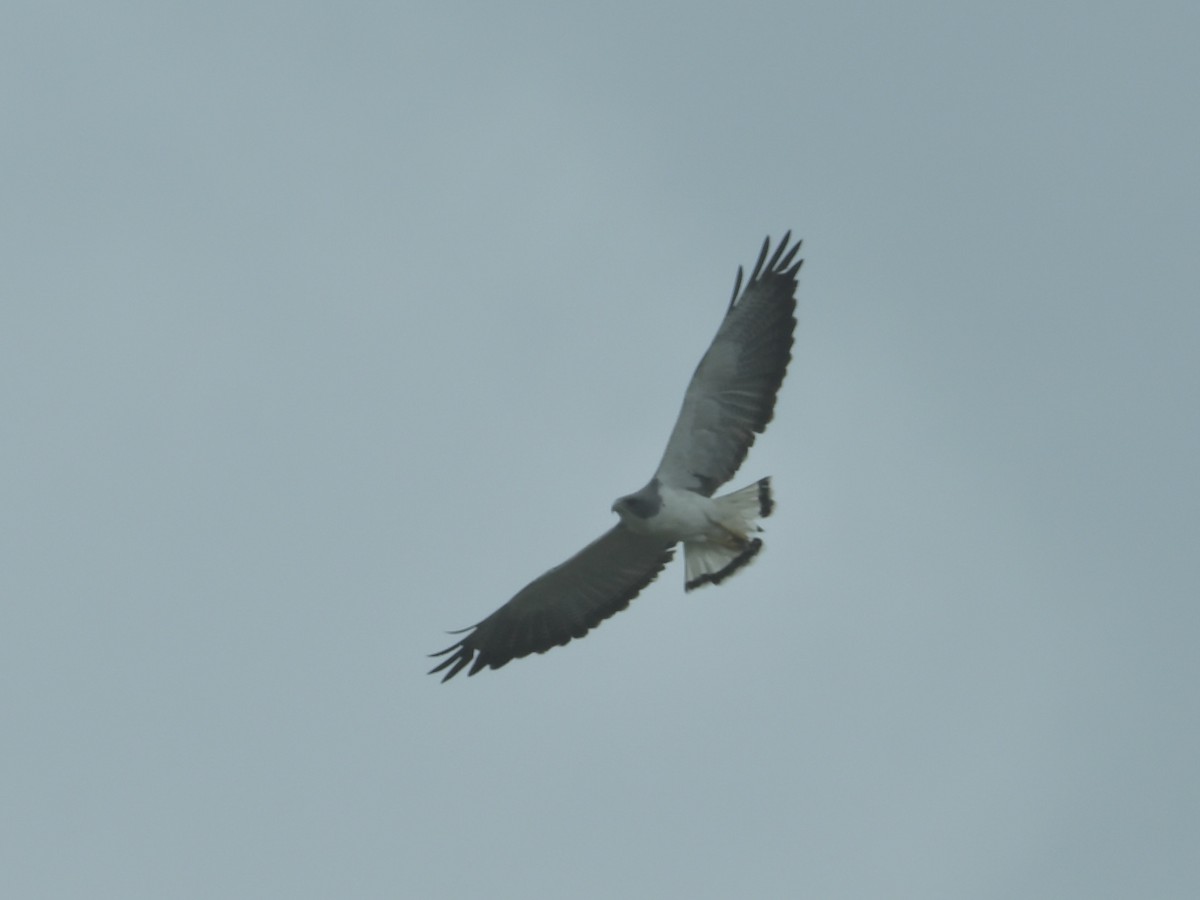 White-tailed Hawk - Kent Kleman