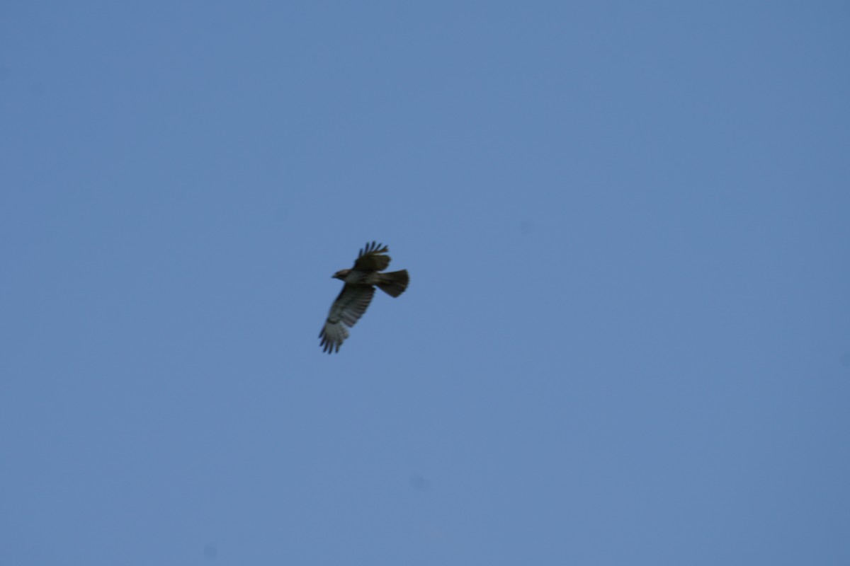 Red-tailed Hawk (borealis) - ML618245849