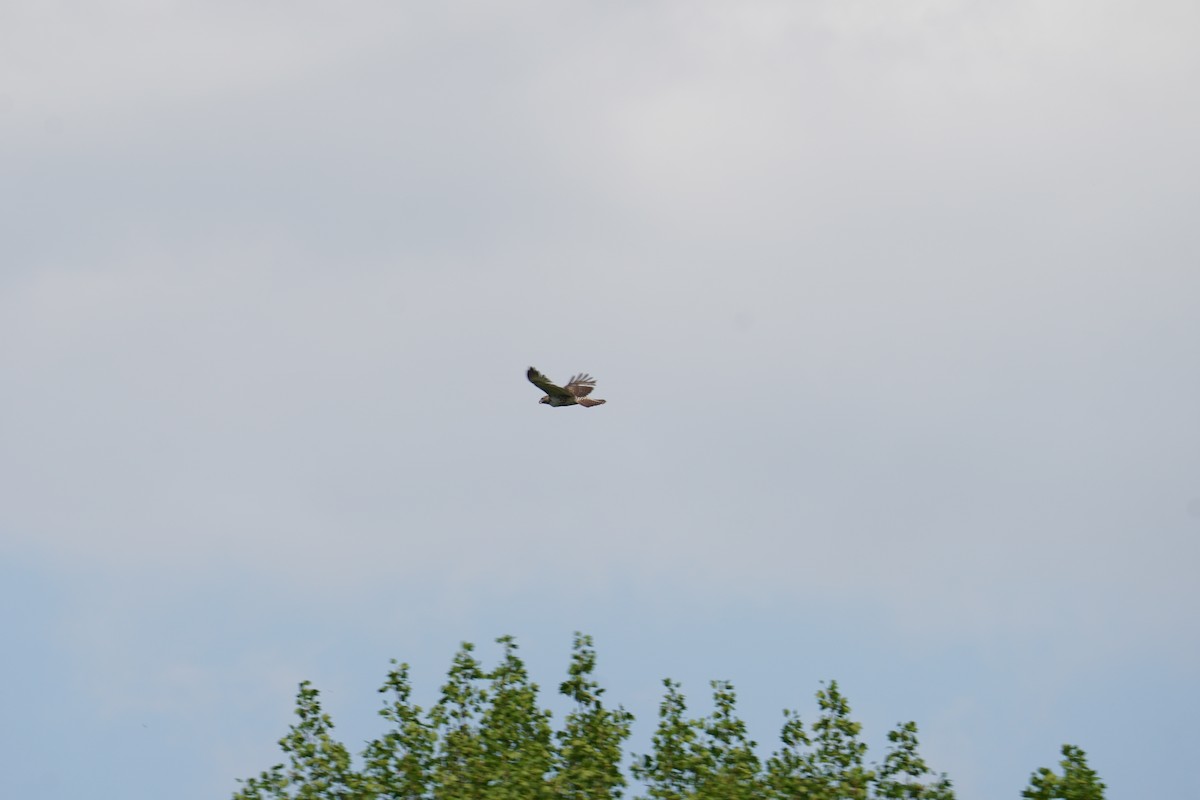 Red-tailed Hawk (borealis) - ML618245850