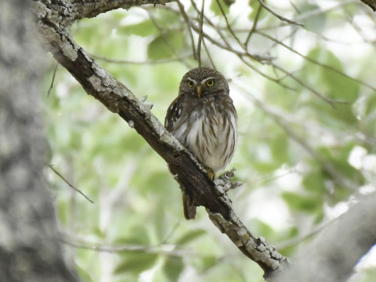 Ferruginous Pygmy-Owl - ML618245851