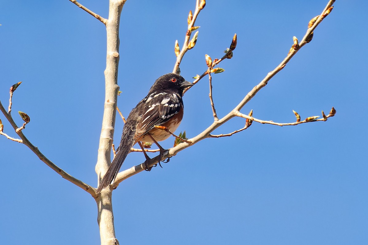 Spotted Towhee - ML618245865