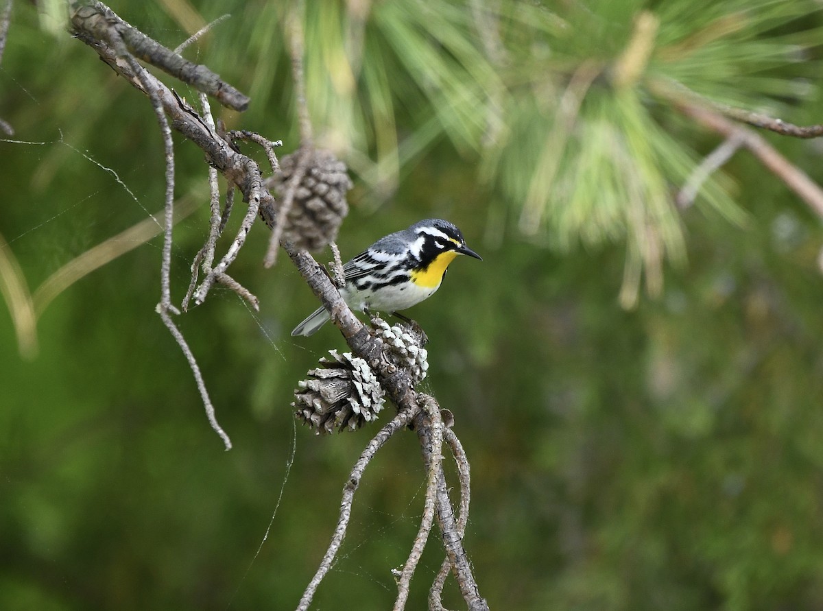 Yellow-throated Warbler - Claudia Nielson