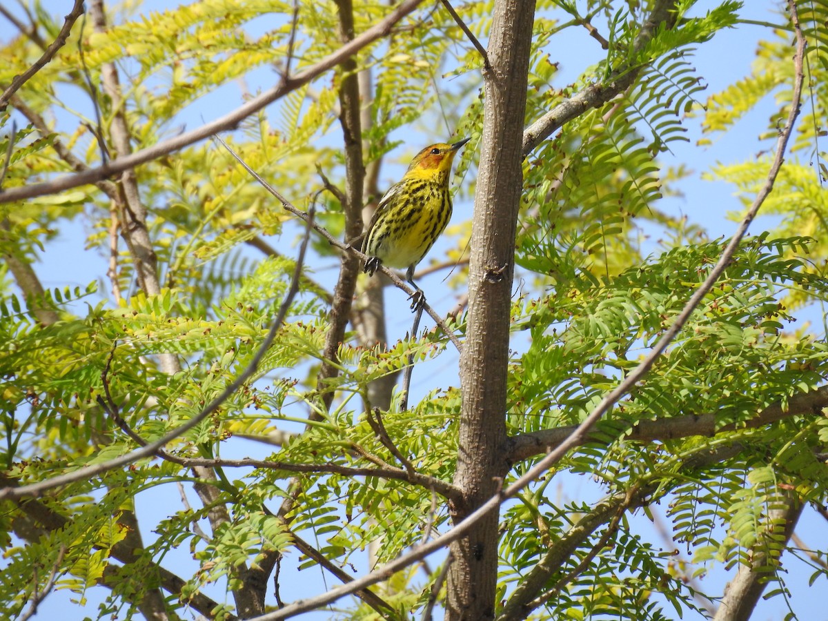 Cape May Warbler - Michael Weisensee