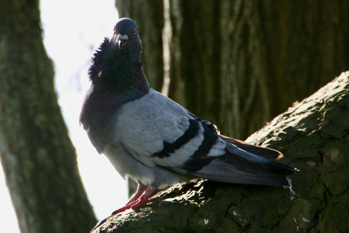 Rock Pigeon (Feral Pigeon) - ML618245968
