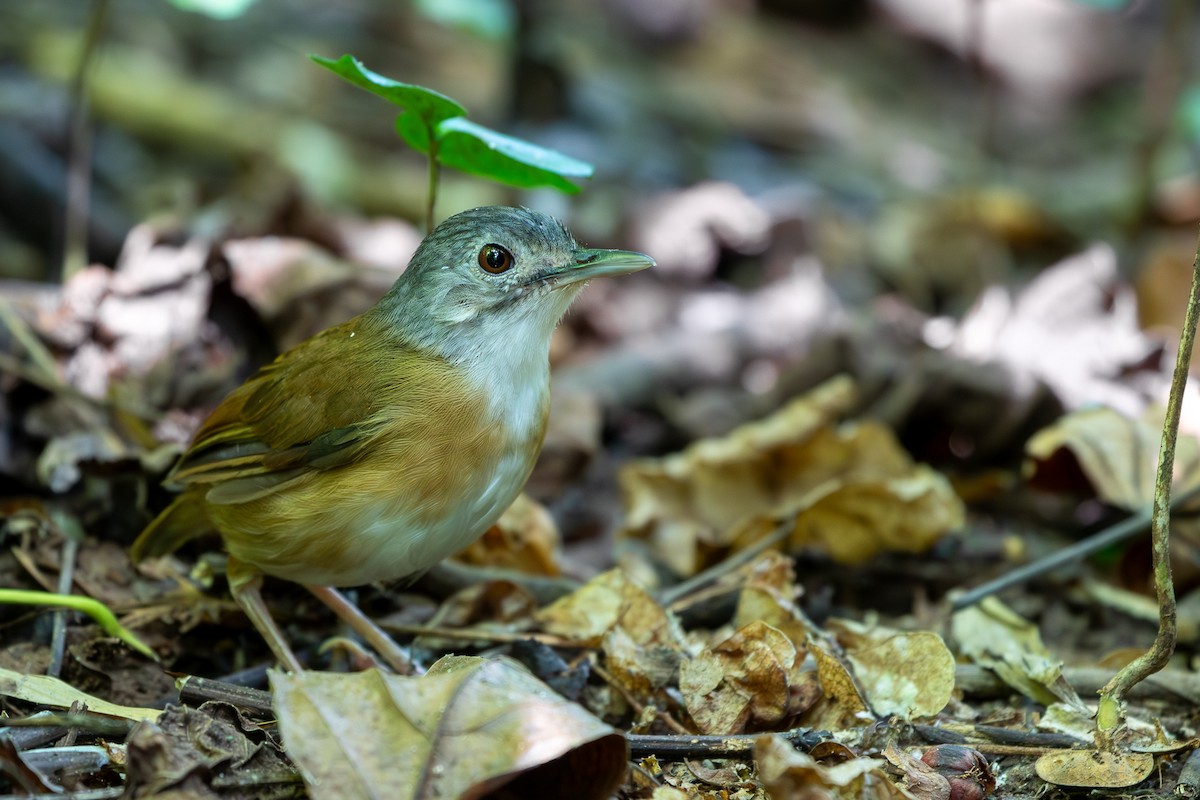 Ashy-headed Babbler - Joshua Bergmark | Ornis Birding Expeditions