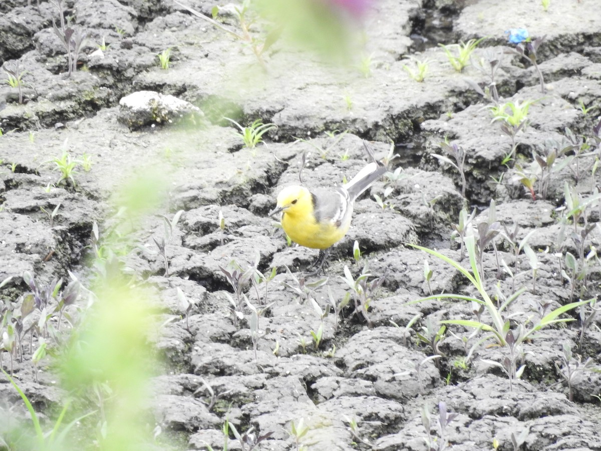 Citrine Wagtail (Gray-backed) - Philip Steiner