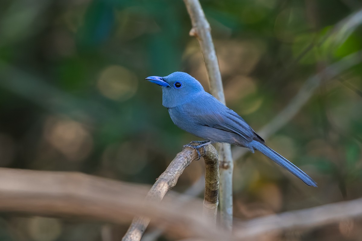 Blue Paradise-Flycatcher - Joshua Bergmark | Ornis Birding Expeditions