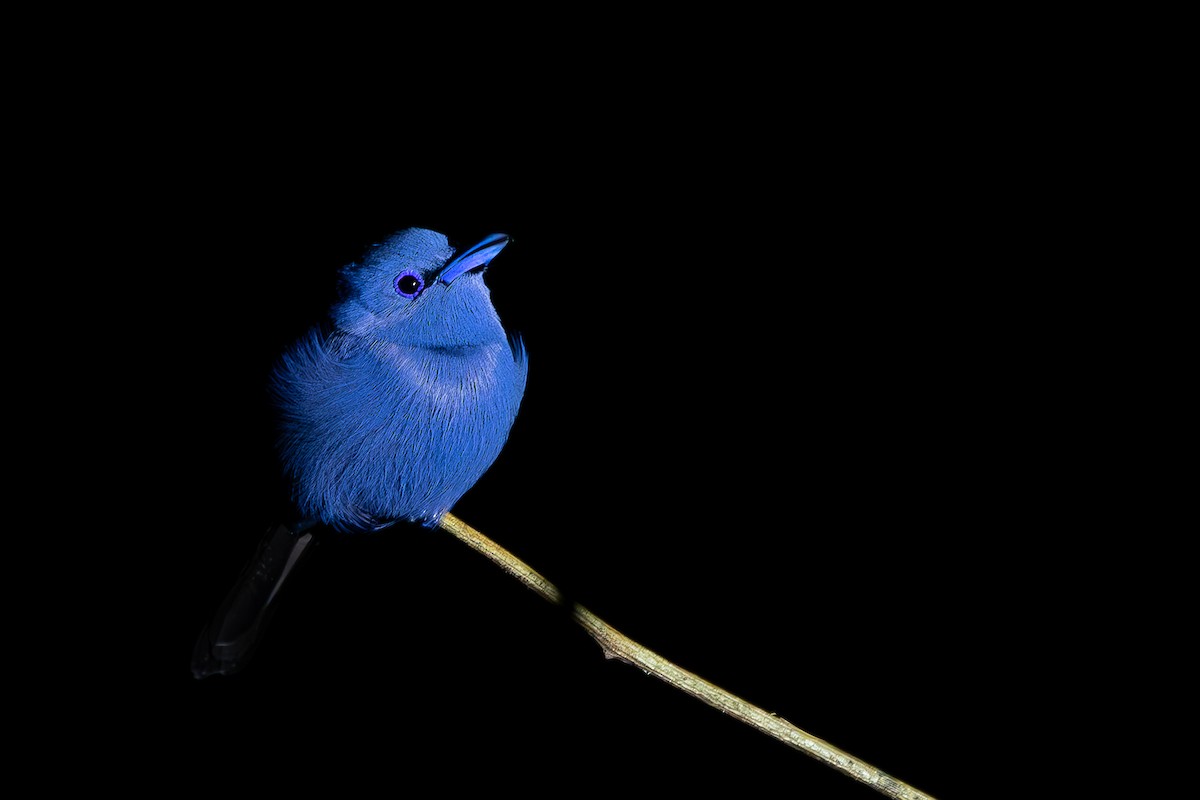 Blue Paradise-Flycatcher - Joshua Bergmark | Ornis Birding Expeditions