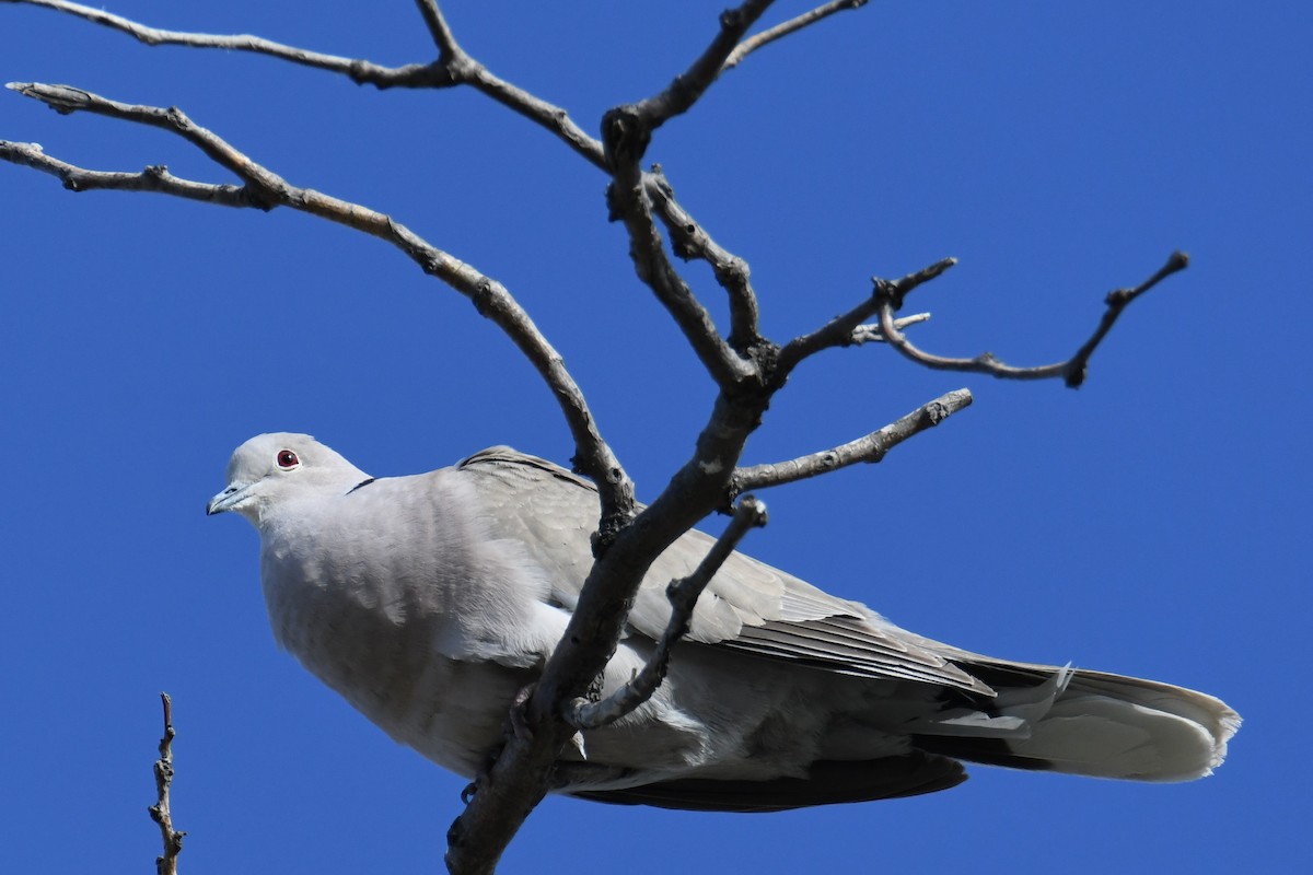 Eurasian Collared-Dove - Colin Dillingham