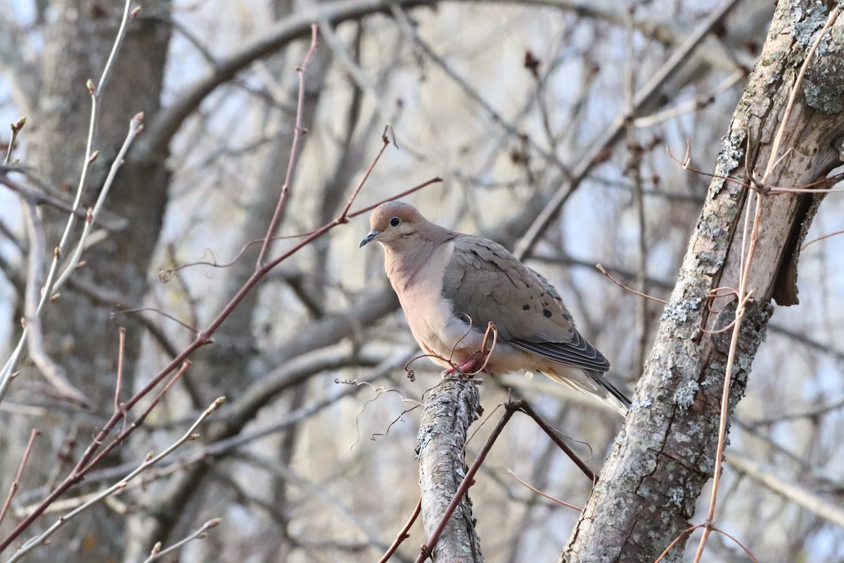 Mourning Dove - Yves Robichaud