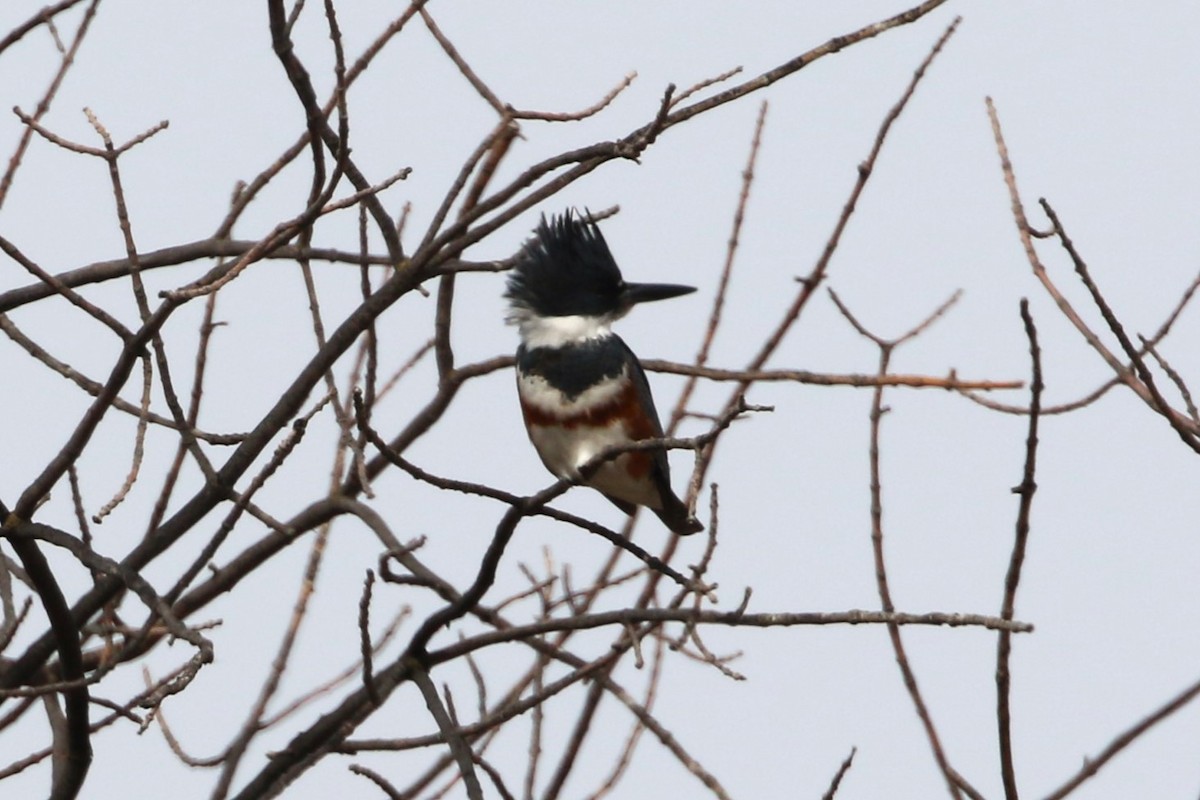 Belted Kingfisher - Don Weidl
