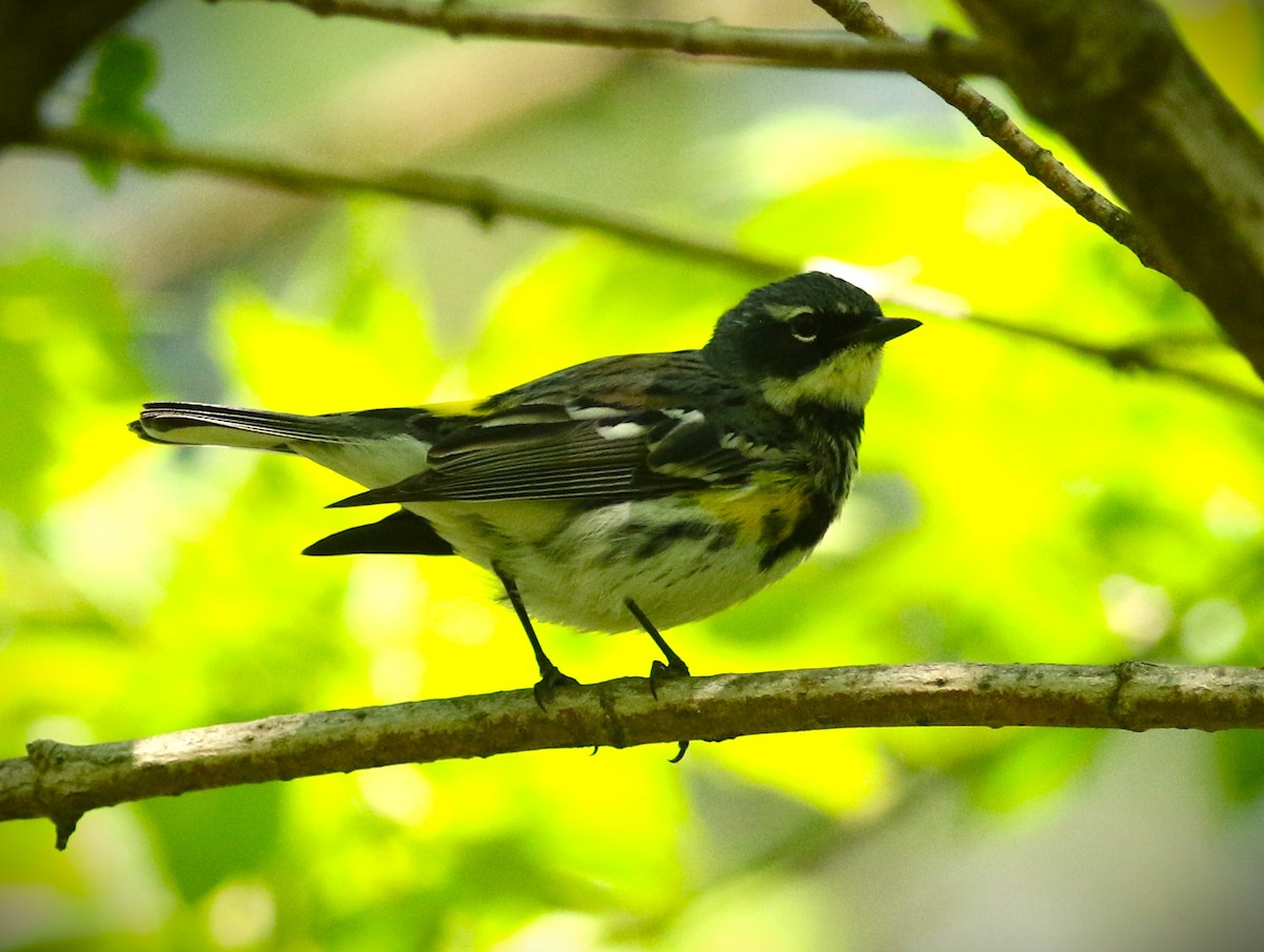 Yellow-rumped Warbler - Vicky Burke