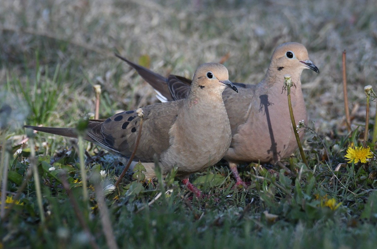 Mourning Dove - Colin Dillingham