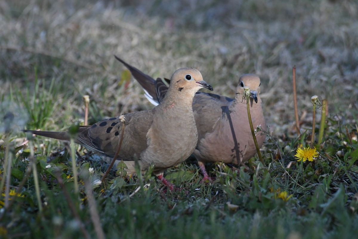Mourning Dove - Colin Dillingham