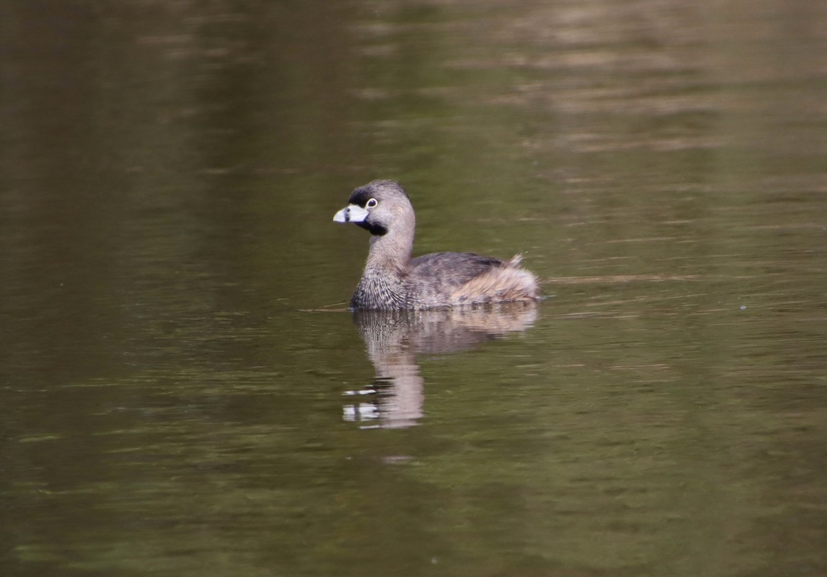 Pied-billed Grebe - Dianne Murray