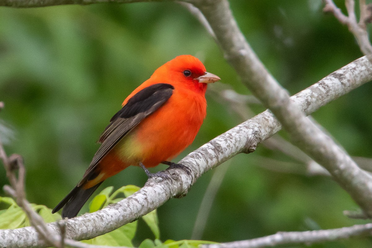 Scarlet Tanager - ML618246164