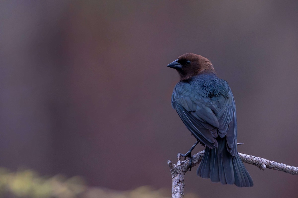 Brown-headed Cowbird - Devin Pitts