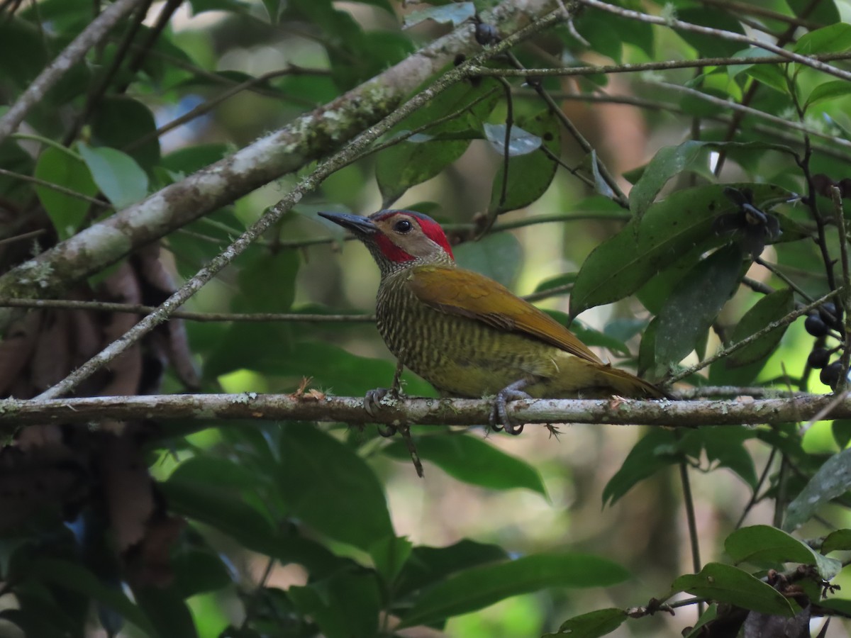 Golden-olive Woodpecker - Cristian Cufiño