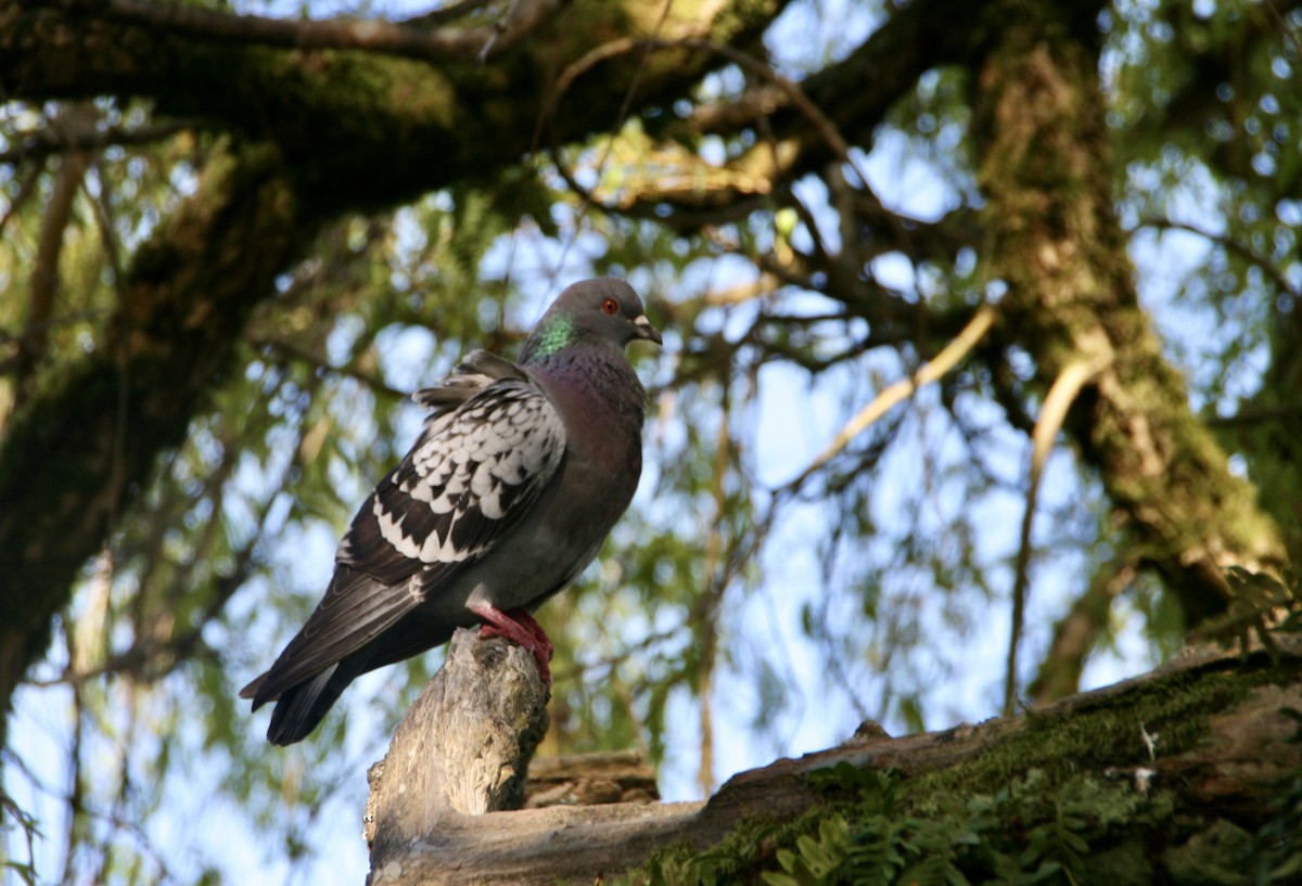 Rock Pigeon (Feral Pigeon) - Kit Fynch