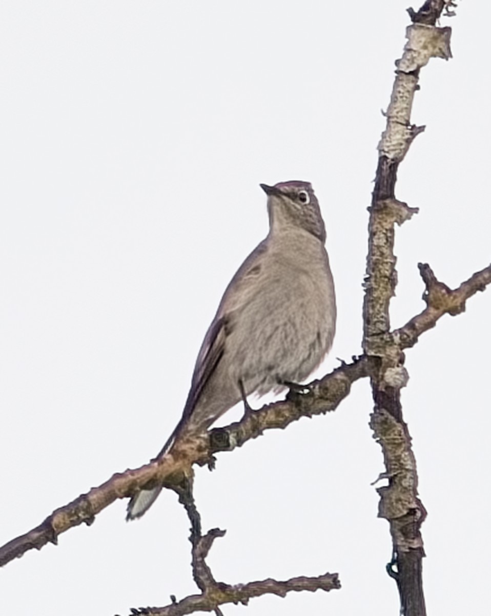 Townsend's Solitaire - ML618246204