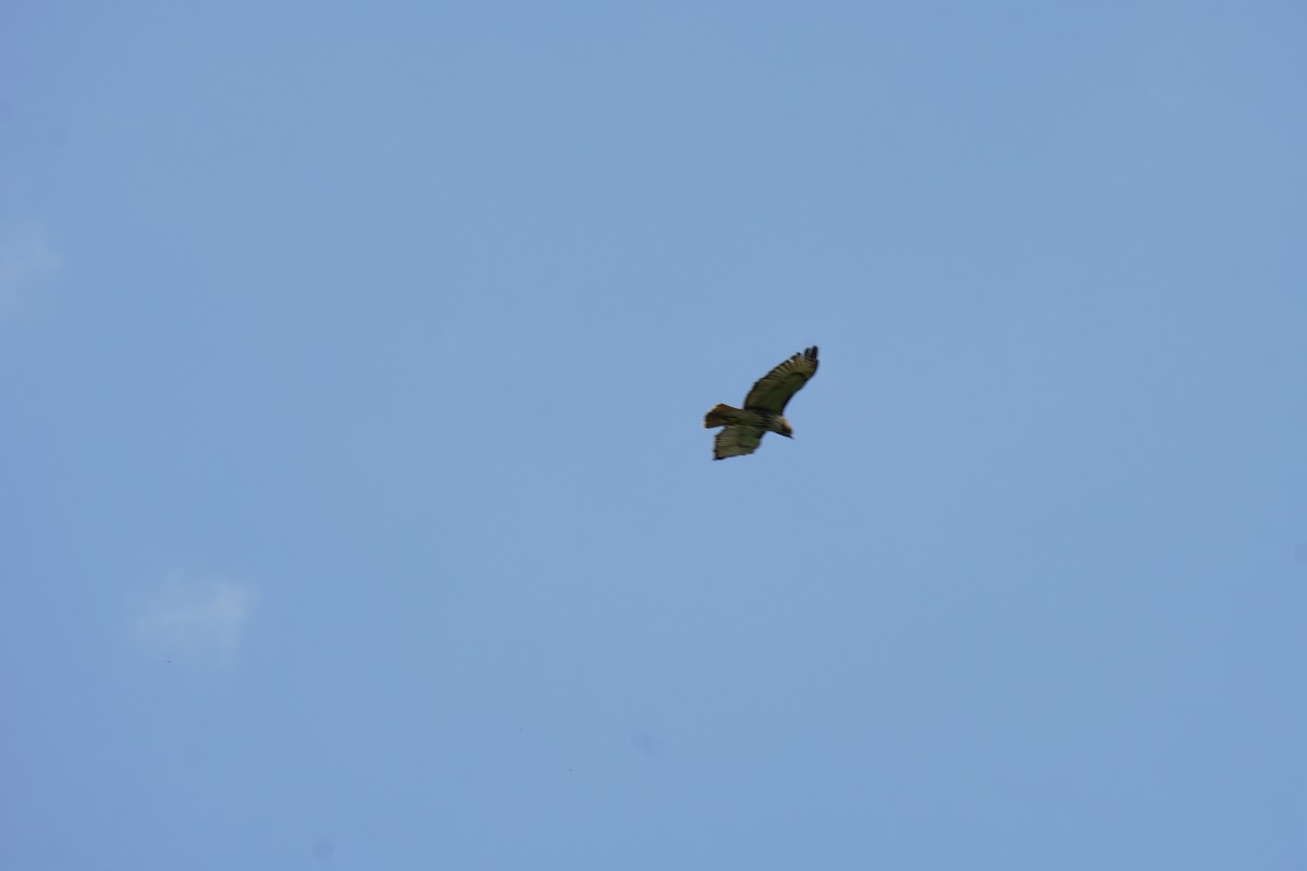 Red-tailed Hawk (borealis) - ML618246231