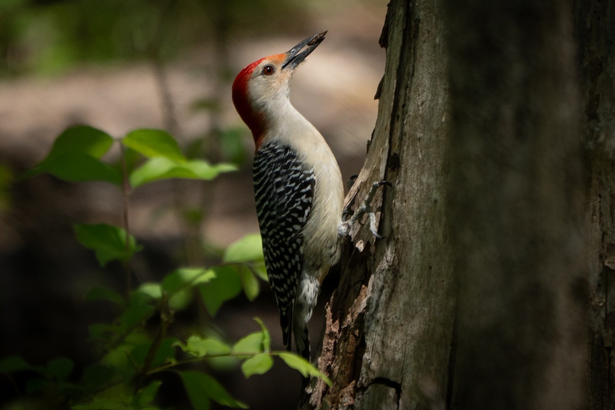 Red-bellied Woodpecker - Ed McGee