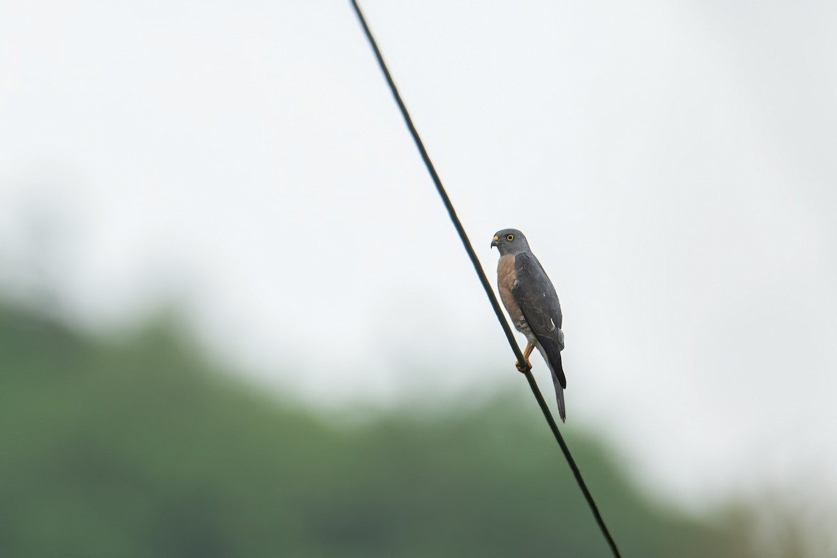 Chinese Sparrowhawk - ML618246296