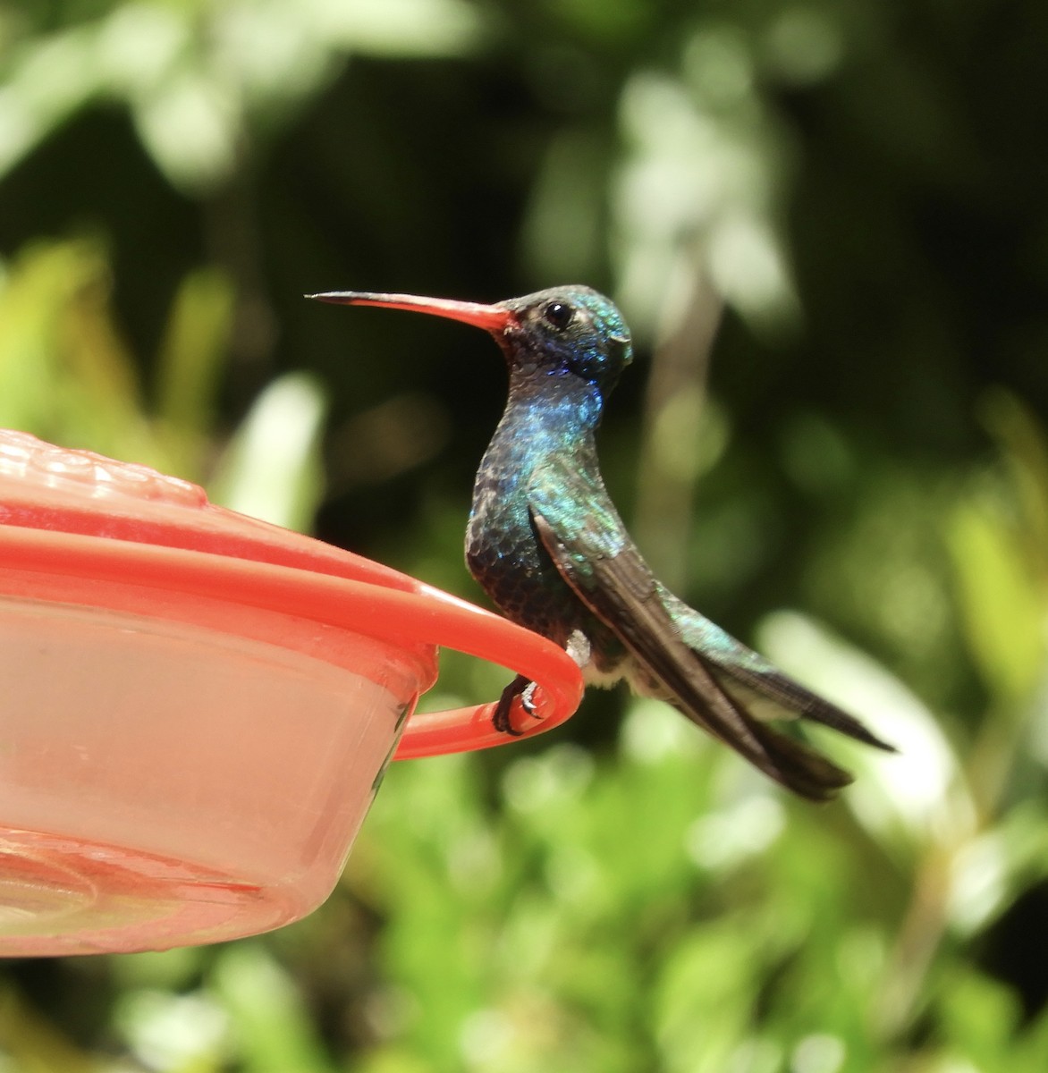 Broad-billed Hummingbird - Jackie Schlumbohm