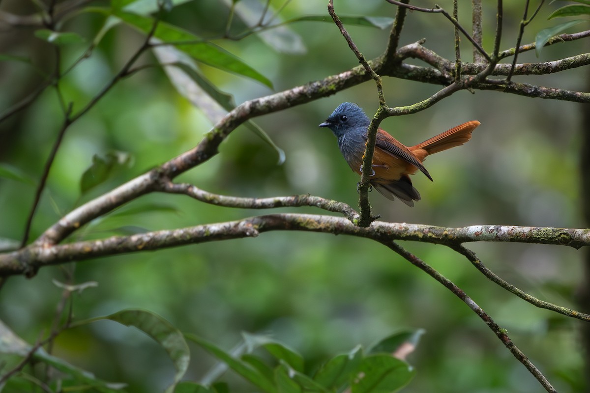 Blue-headed Fantail - Joshua Bergmark | Ornis Birding Expeditions