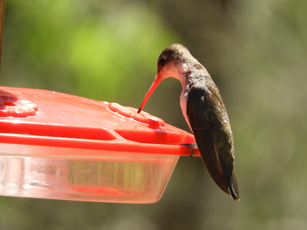 Violet-crowned Hummingbird - Jackie Schlumbohm