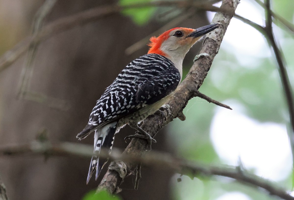 Red-bellied Woodpecker - ML618246319