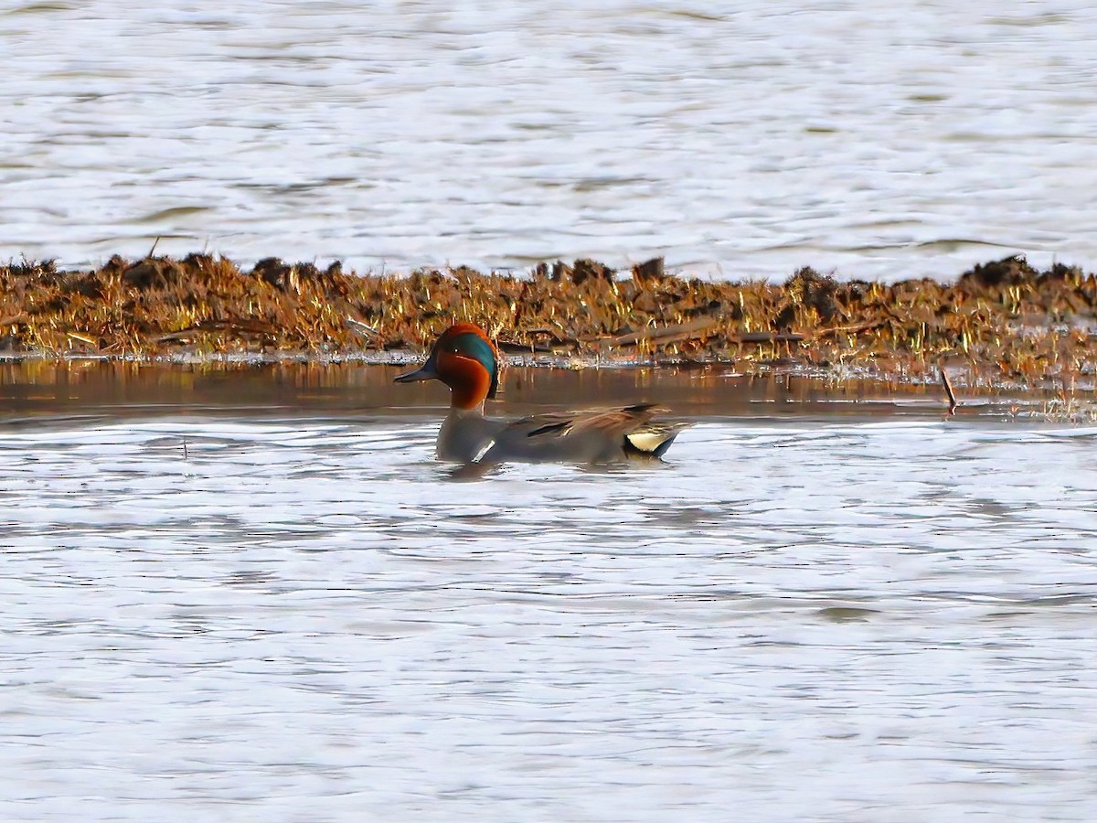 Green-winged Teal - Eric Patry