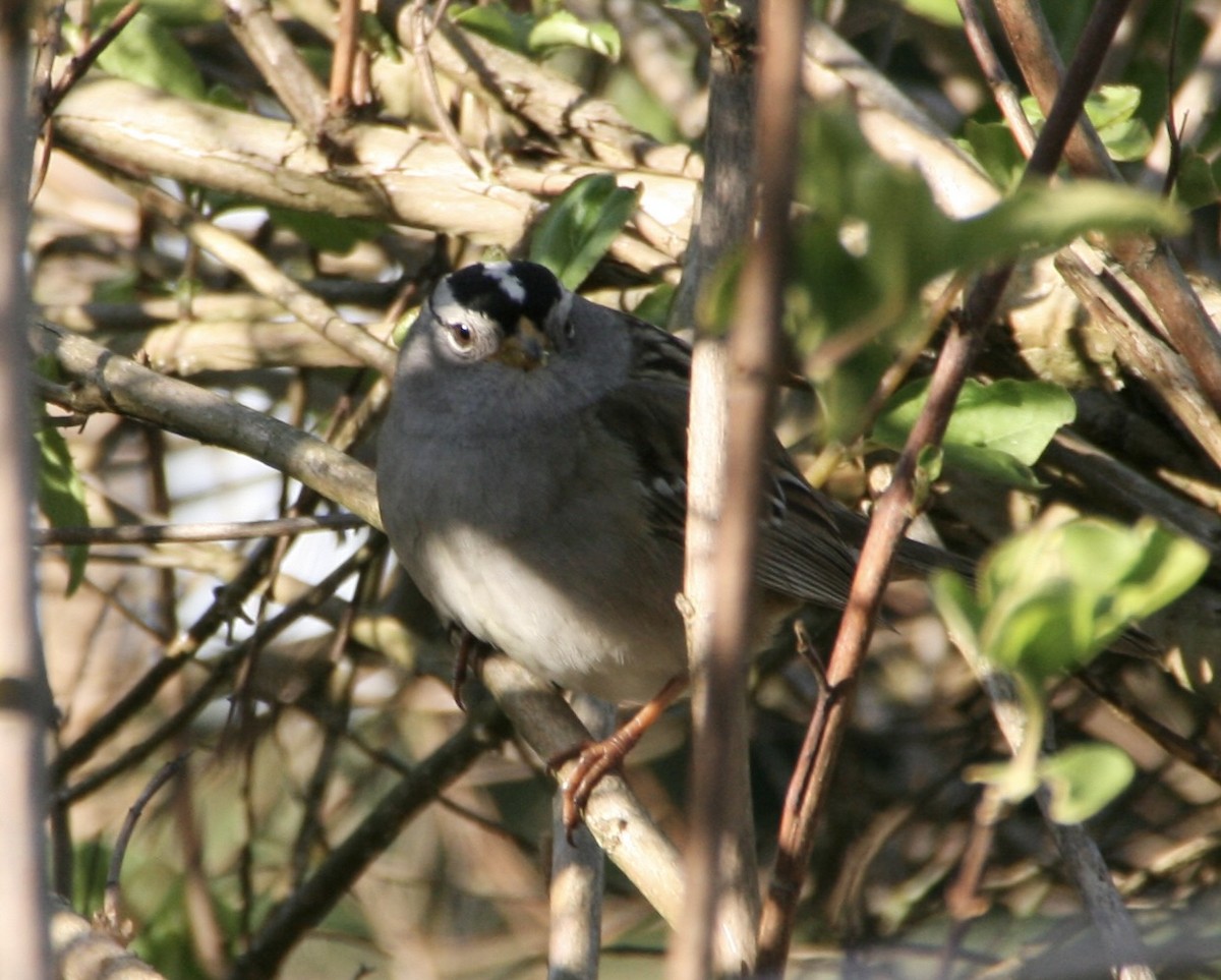 White-crowned Sparrow - ML618246376