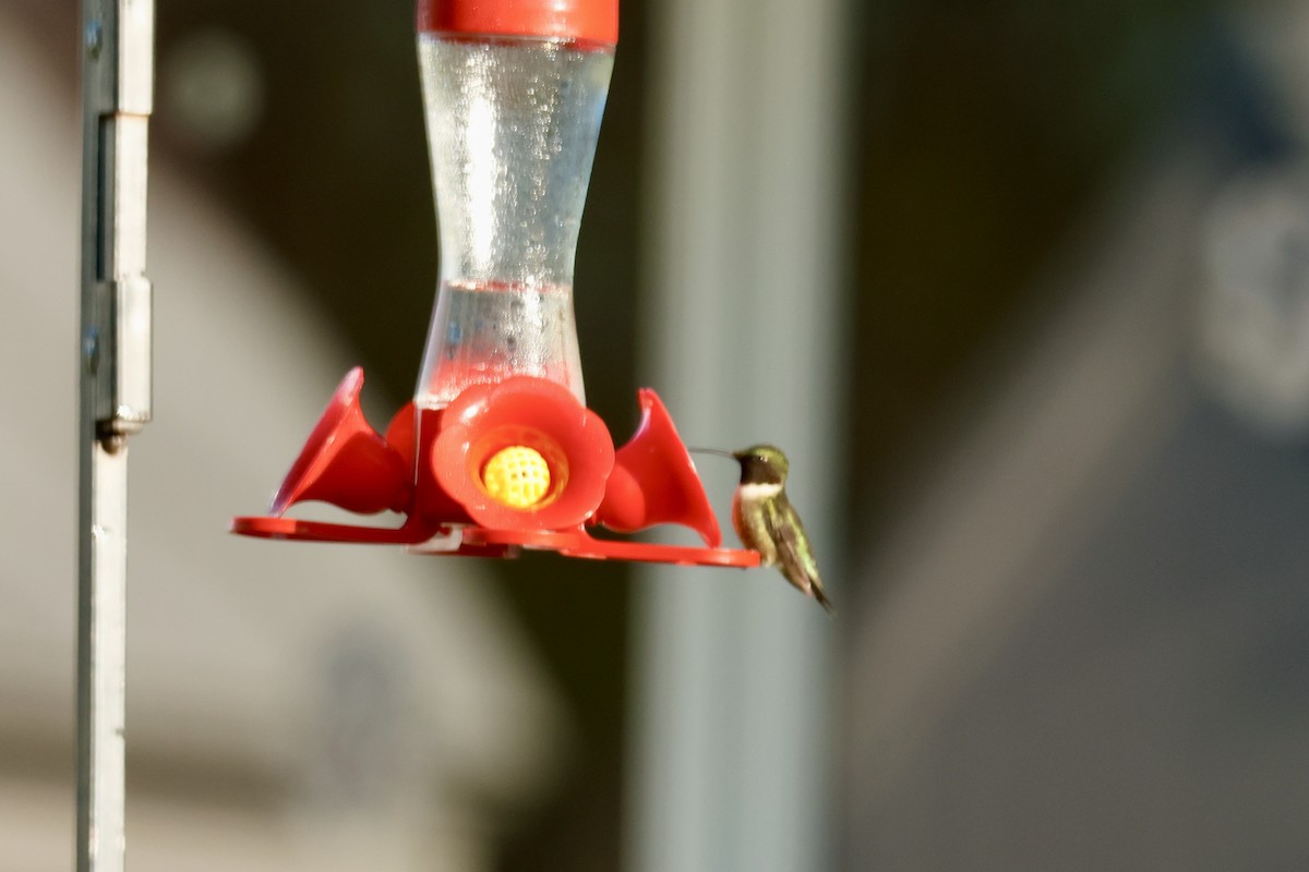 Ruby-throated Hummingbird - ML618246381