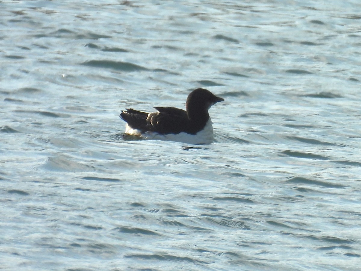 Thick-billed Murre - ML618246401