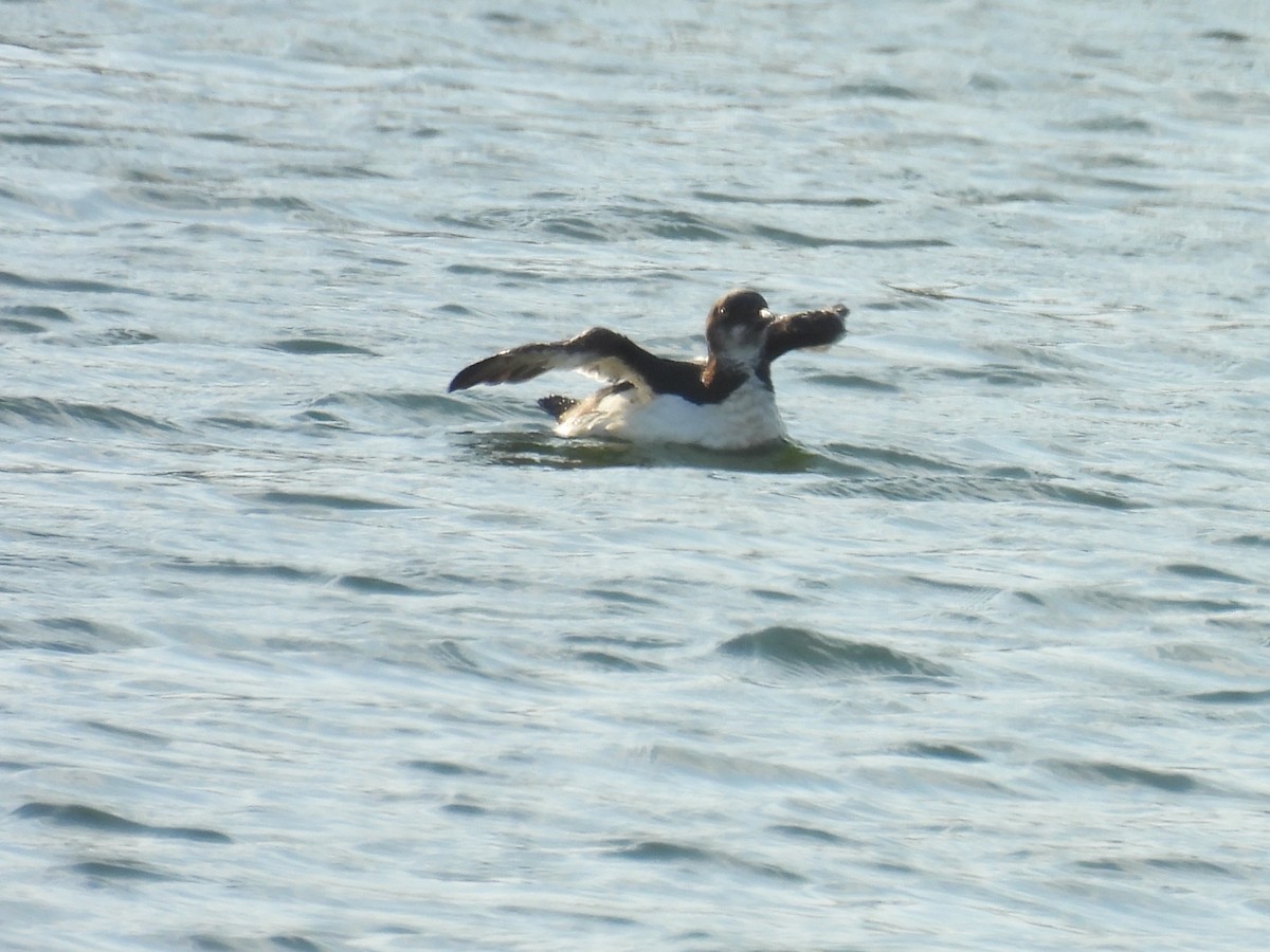 Thick-billed Murre - ML618246402