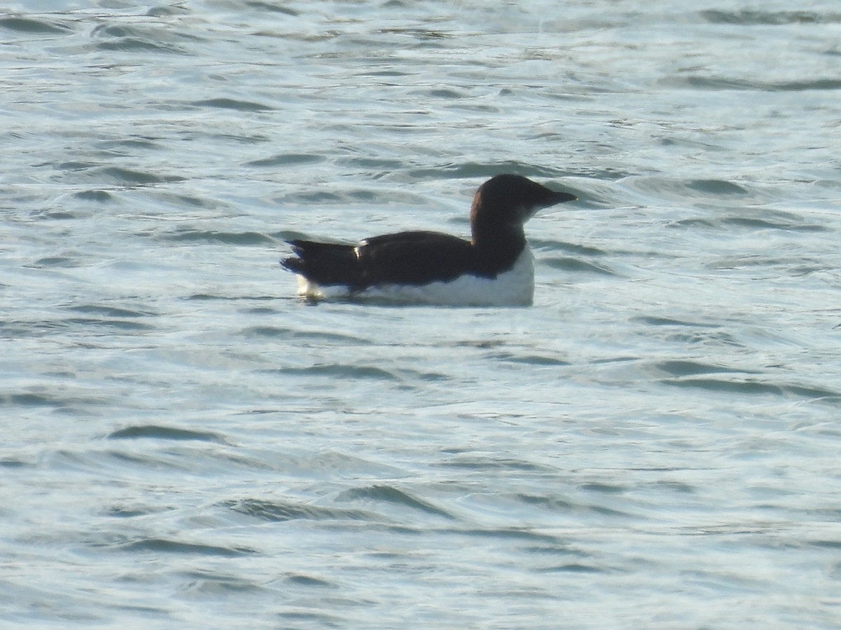 Thick-billed Murre - ML618246403