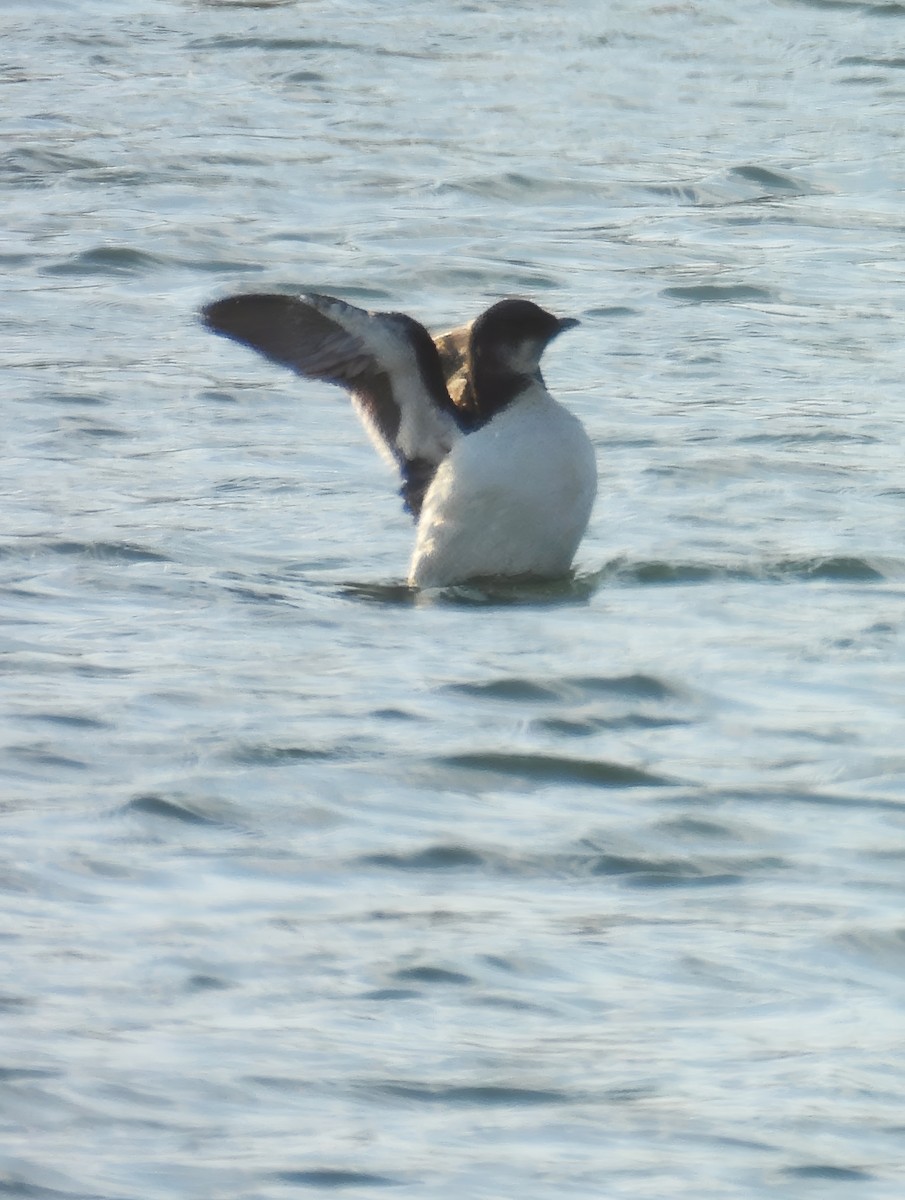 Thick-billed Murre - ML618246407
