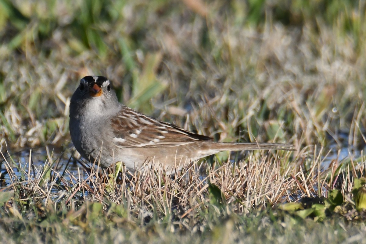 White-crowned Sparrow - ML618246428