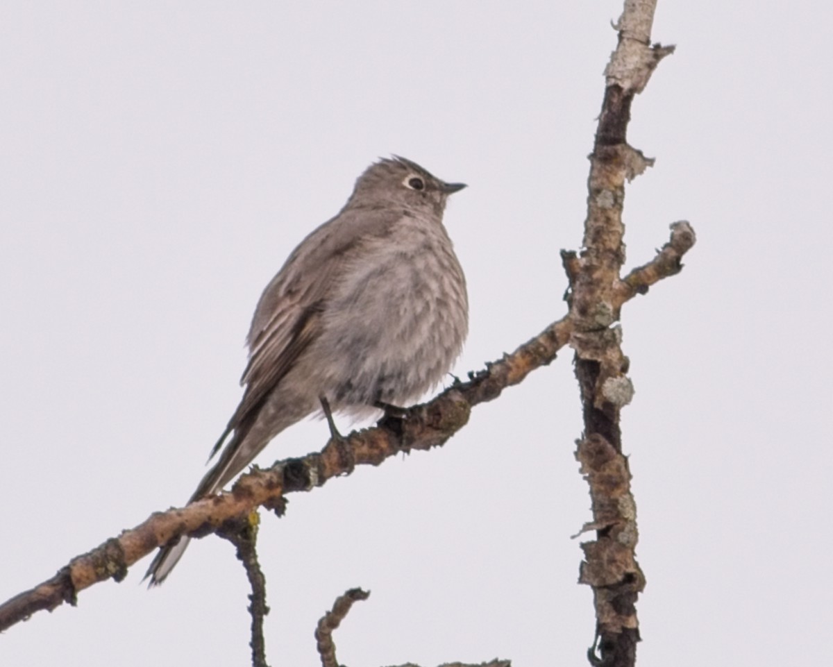 Townsend's Solitaire - ML618246432