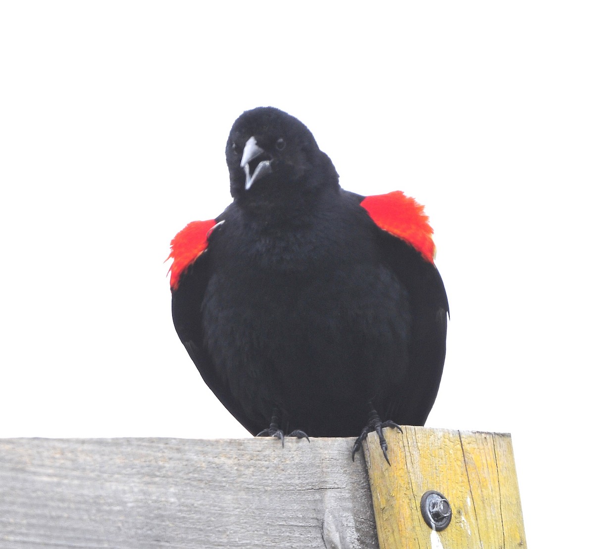 Red-winged Blackbird - ML618246433