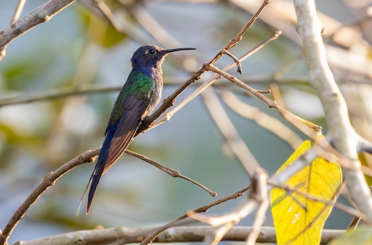 Swallow-tailed Hummingbird - Ernst Mutchnick
