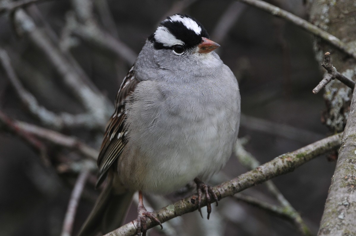 White-crowned Sparrow - Kurt Hennige