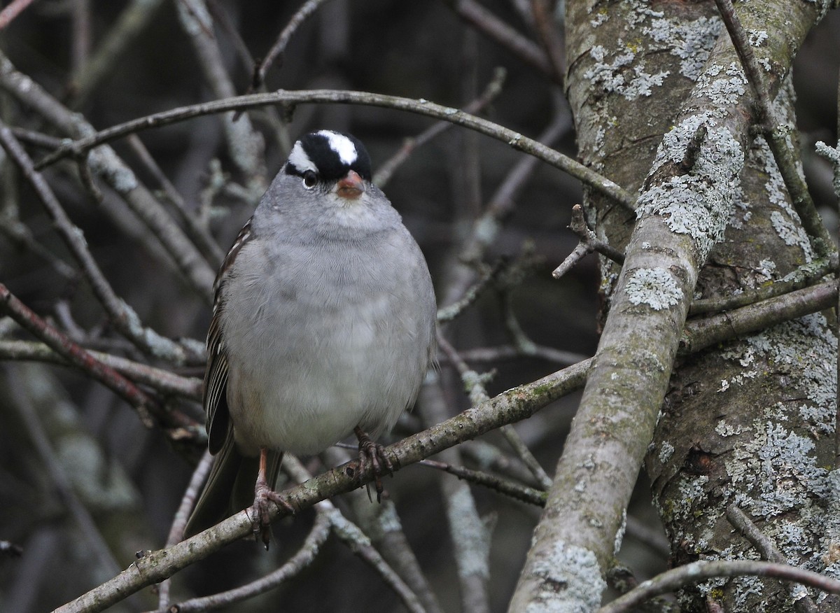 White-crowned Sparrow - Kurt Hennige