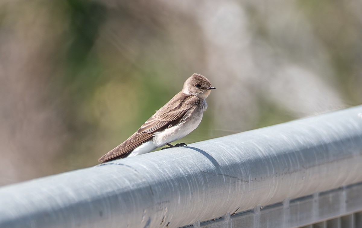Northern Rough-winged Swallow - Philip Georgakakos