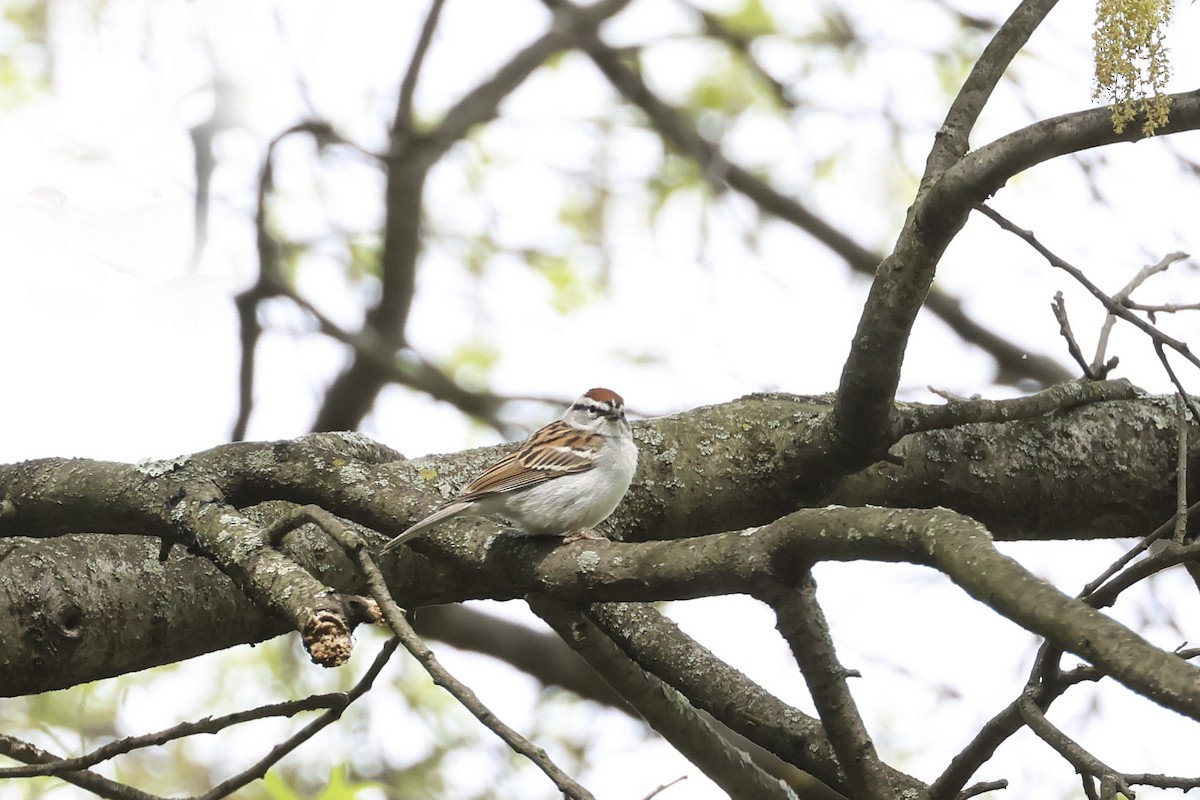 Chipping Sparrow - ML618246518