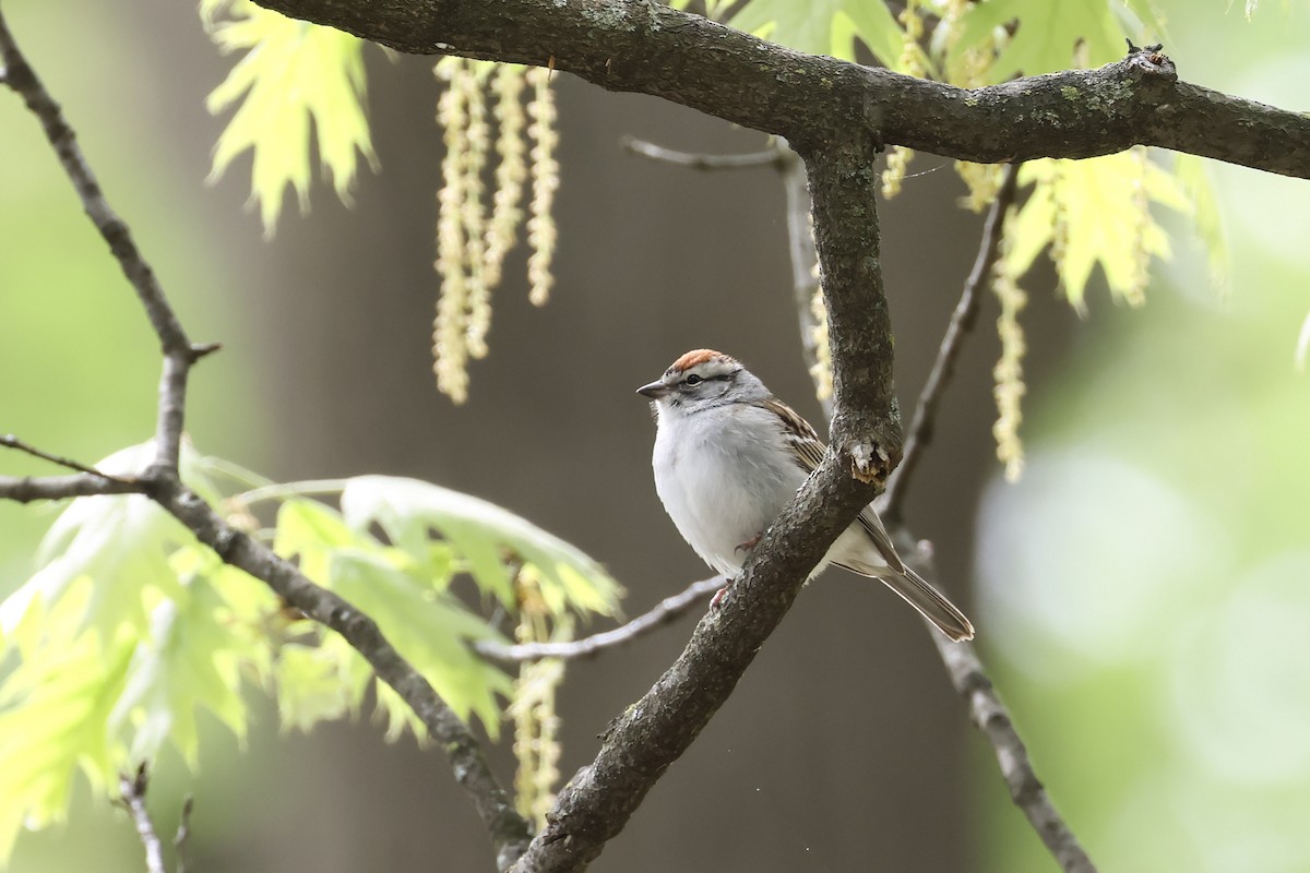Chipping Sparrow - ML618246519
