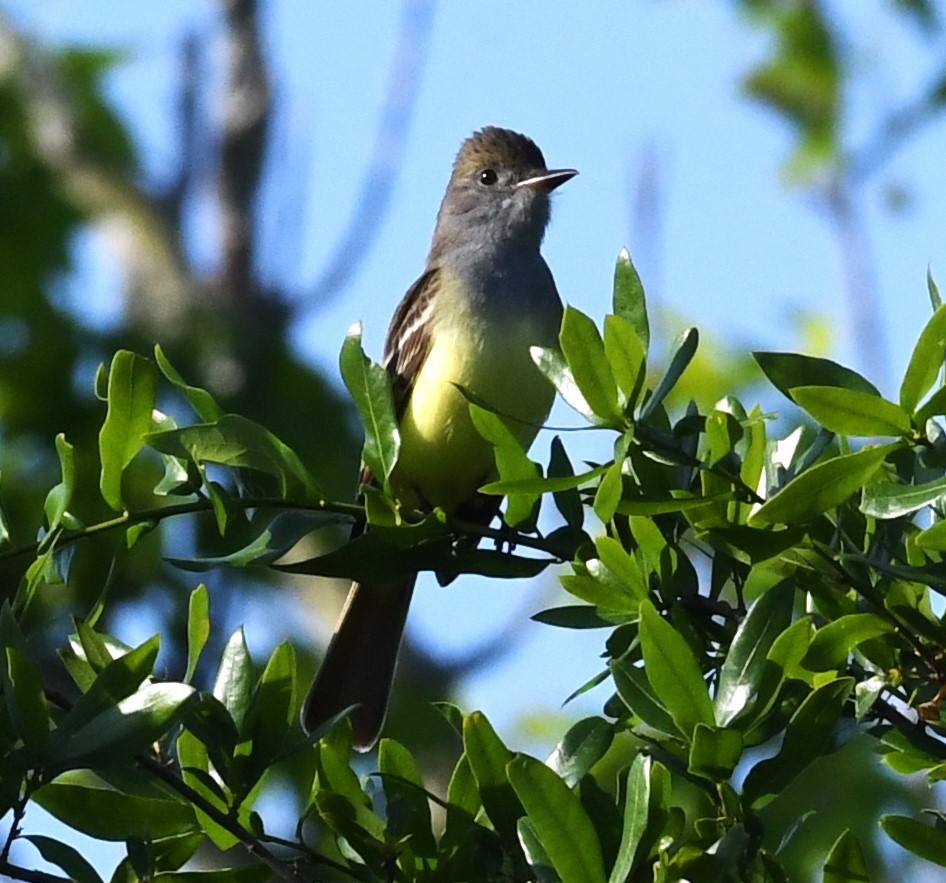 Great Crested Flycatcher - ML618246531