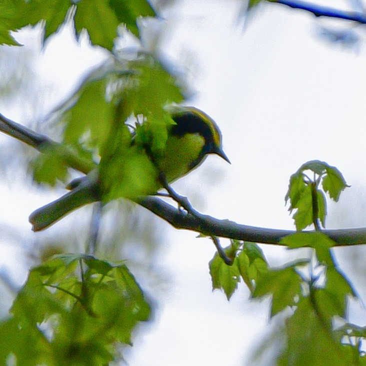 Black-throated Green Warbler - ML618246592