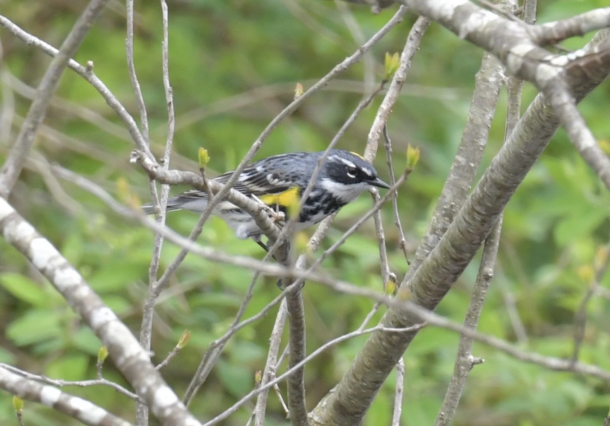 Yellow-rumped Warbler (Myrtle) - Christopher Veale